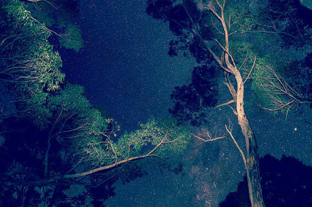 布满星星的晚上天空树前景复古的新浪微博风格过滤器效果
