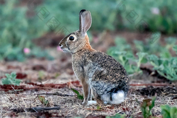警惕的棉尾兔耳朵直立着，在野外寻找危险。