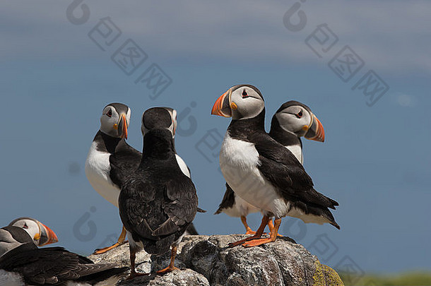 一群大西洋海雀站在英国法恩群岛之一的岩石上