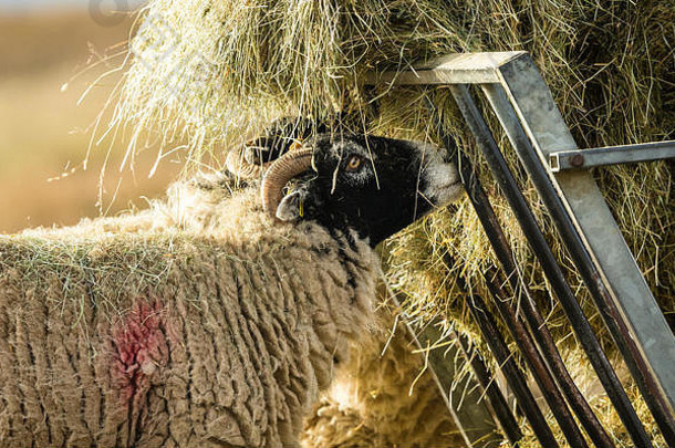 斯韦尔代尔同样冬天开放高沼地山农业约克郡山谷英格兰斯韦尔代尔羊常见的品种羊北约克斯集团