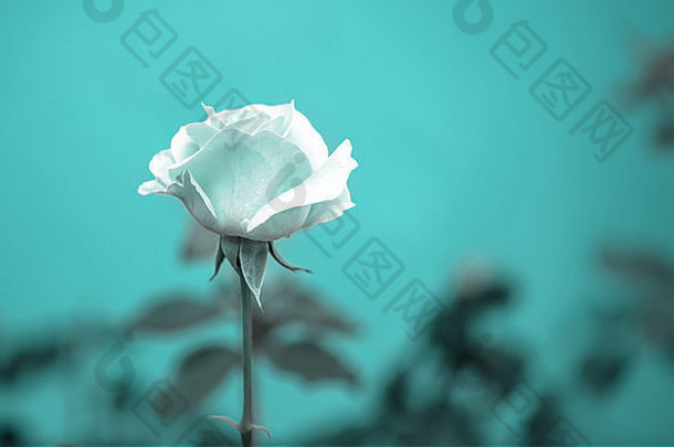 美丽浪漫的蓝色玫瑰花，绿色模糊背景，复古风格