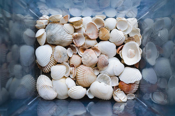 在<strong>我们</strong>的脱壳海滩上可以<strong>找</strong>到各种类型和大小的贝壳。盒子中贝壳的特写视图。俯视图，海洋概念。