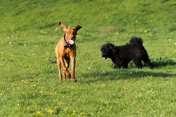 友好的狗玩绿色草地下午走