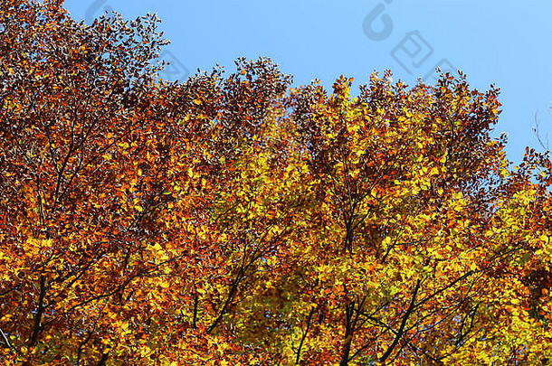 榆树、山毛榉和其他<strong>树木</strong>，在秋天和蔚蓝的天空中有美丽多彩的叶子