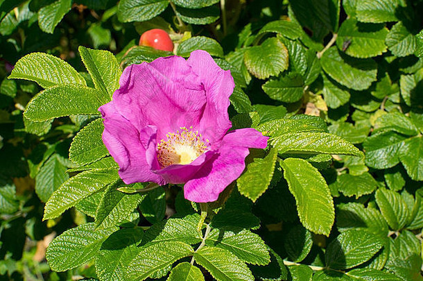 玫瑰果粉红色的花，有浆果和绿色的叶子。
