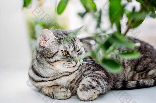 一只美丽的英国猫躺在白色明亮背景下的绿色树枝下。有着美丽的黄眼睛的猫