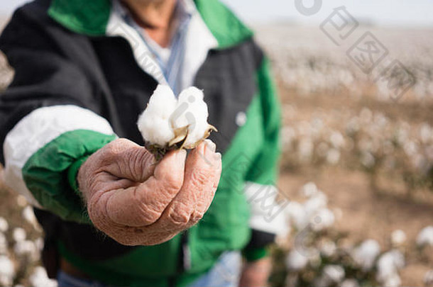 棉花必须干燥才能收获，这里一位农民自豪地展示他的作物