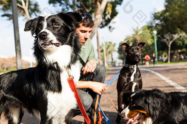阳光明媚的日子里，一个遛狗者和三条狗在城市公园里度过。