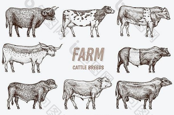 农场的牛、公牛和奶牛。不同品种的家畜。雕刻手绘单色草图。复古线条艺术。