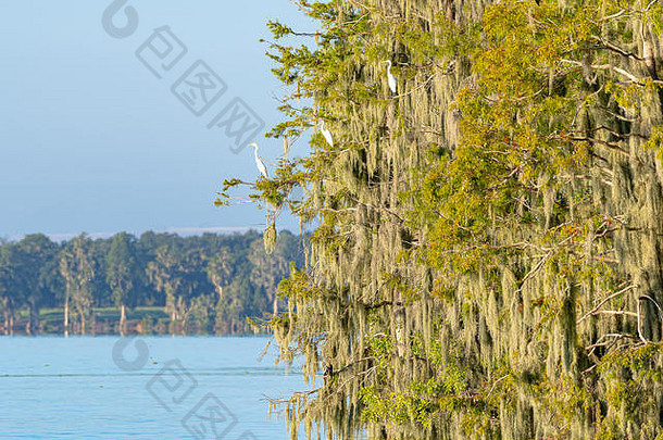 佛罗里达湖上长满苔藓的树，树枝上栖息着大<strong>白鹭</strong>