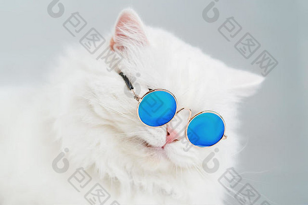 戴眼镜的豪华家庭猫咪在灰色背景墙上摆姿势。戴着时尚太阳镜的白色毛茸茸的猫的肖像。摄影棚照片。滑稽的鬼脸。