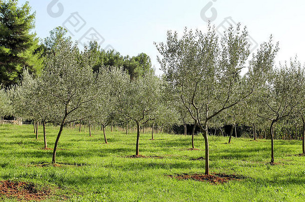 橄榄格罗夫概念橄榄传统橄榄日益增长的视图橄榄格罗夫收获橄榄分支机构树完整的