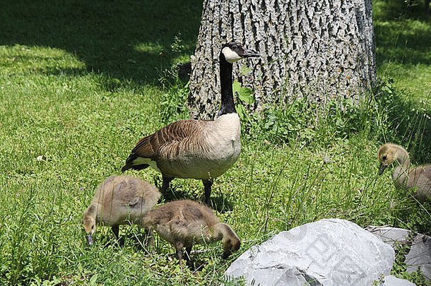 大约1个月大的毛茸茸的小鹅（加拿大鹅）在草地上觅食，成年鹅就在附近。