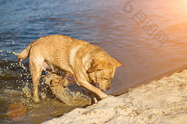 海滩上的拉布拉多猎犬。红色猎犬在挖坑。太阳耀斑