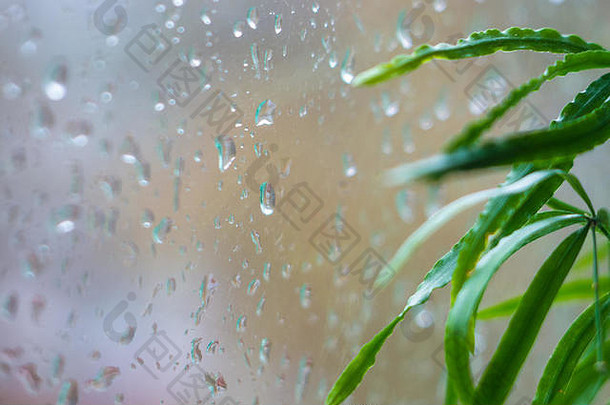室内植物和雨滴在窗户玻璃上，特写