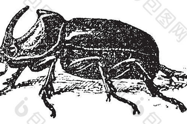 欧洲犀牛甲虫oryctes鼻角兽古董刻插图字典单词的事情larive百合花纹的
