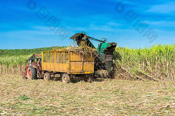古巴圣克拉拉用联合收割机在田间收获甘蔗-系列古巴报告文学