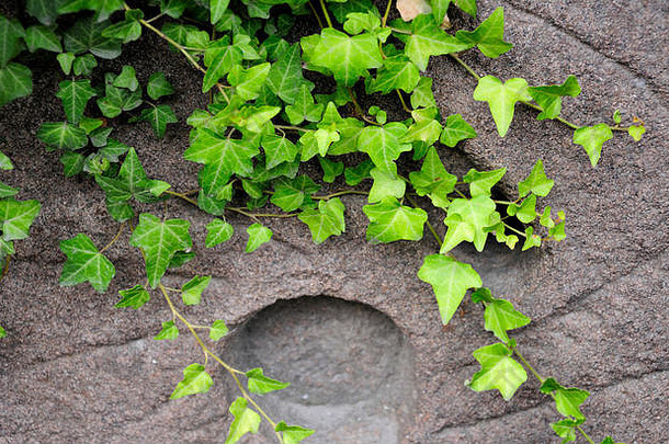 绿色常春藤生长在中国浙江省<strong>嘉兴市</strong>嘉善县西塘镇的石墙上。