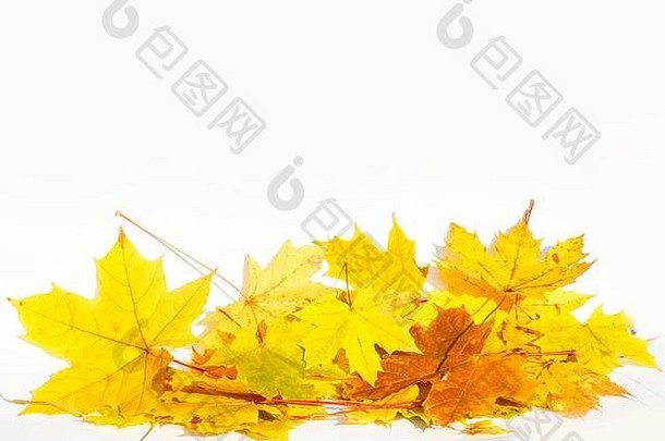 秋天彩色的下降枫木叶子孤立的白色背景