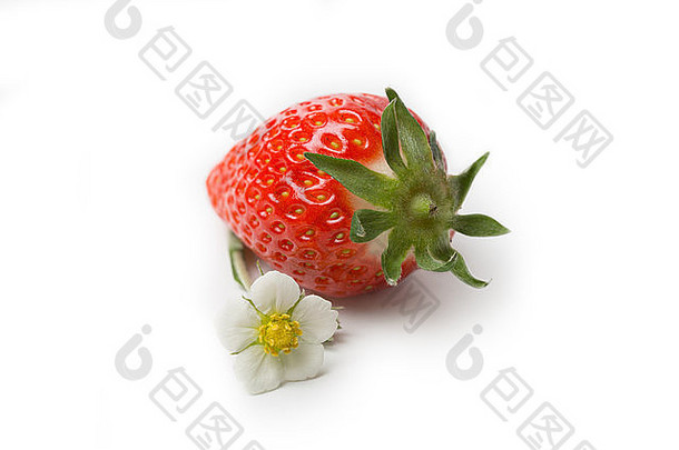 单草莓草莓Fragaria开花孤立的白色背景