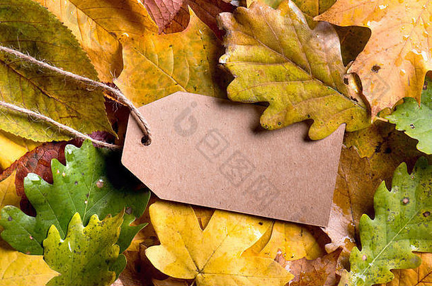 秋天叶作文纸标签工作室拍摄木回来