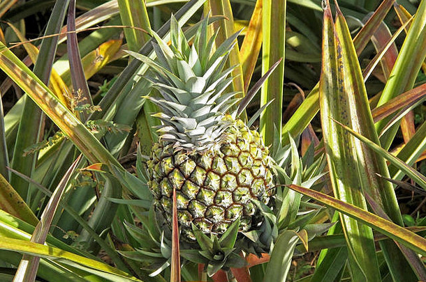 <strong>菠萝</strong>植物热带水果自然