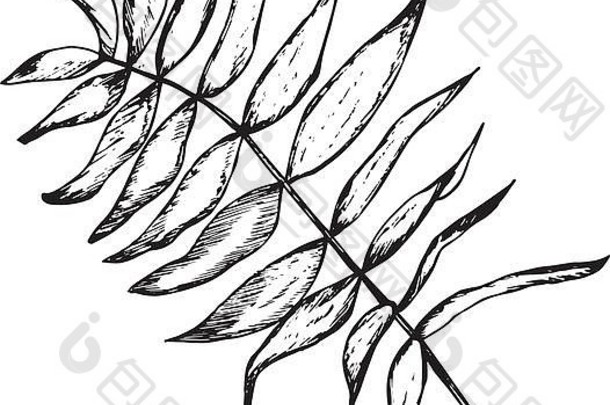 黑色的白色插图分支叶子分形植物