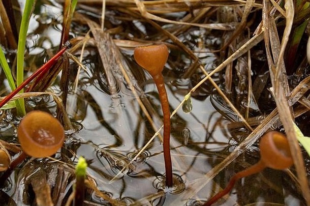 在蒙大拿州桑德斯县的布尔河上，海狸坝上方，生长在洪水泛滥的沼泽地带的苏氏菌核菌杯蘑菇。