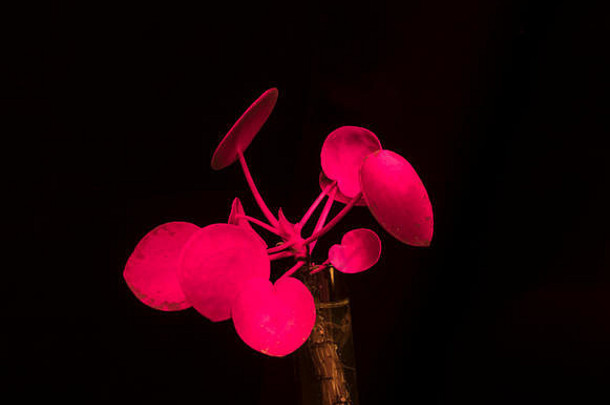科学生物学光学叶绿素荧光pilea哌噻吩噻吩植物超紫罗兰色的光瀑布植物发出红色的光