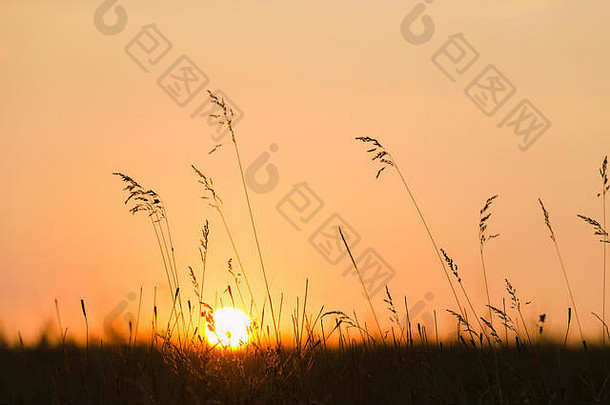 自然背景。夕阳，穿过草地的太阳剪影。夏秋自然横幅设计
