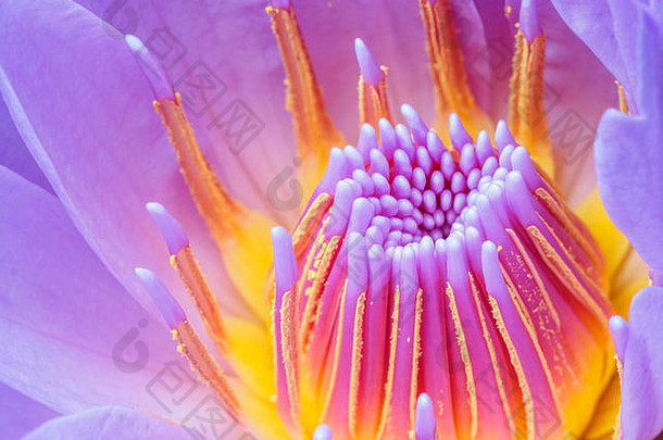 夏日百花系列，美丽的紫色睡莲即将绽放在宏观镜头中。