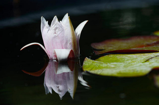 睡莲是睡莲科中一个耐寒、柔嫩的水生植物属。