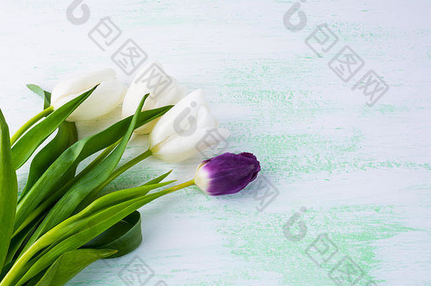 白色郁金香花卉图案背景。花架。花背景。花束。贺卡。母亲节。花。F