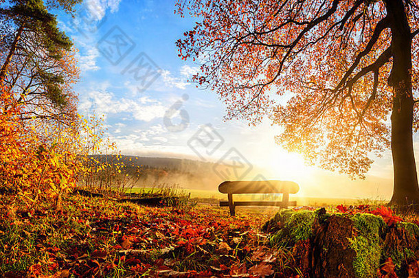 秋天的景色，阳光温暖地照耀着树下的长椅，金黄的树叶和蔚蓝的天空