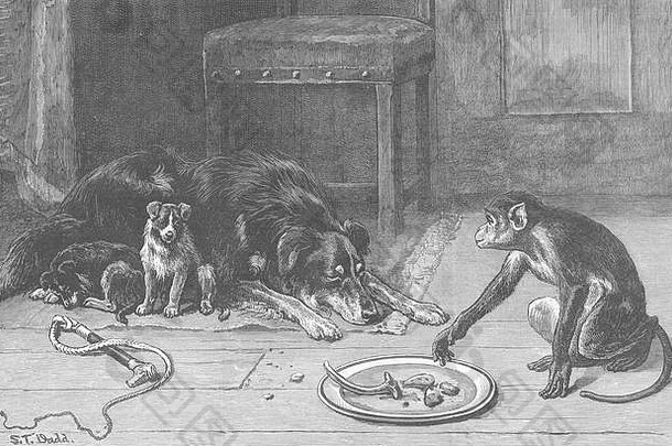 猴子小盗窃案1884年。图文并茂的伦敦新闻