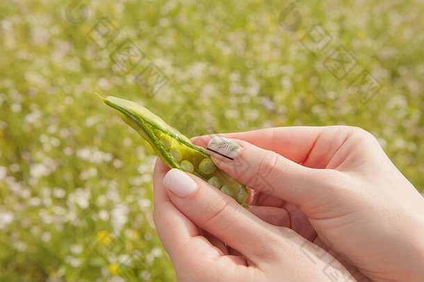 夏季的新鲜收获。女孩露出一个从花园里撕下来的豌豆荚。