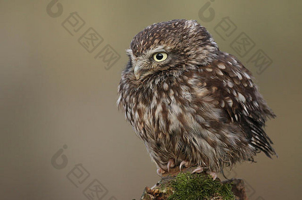栖息在英国/英国乡村的一只小猫头鹰（athene noctua）的肖像