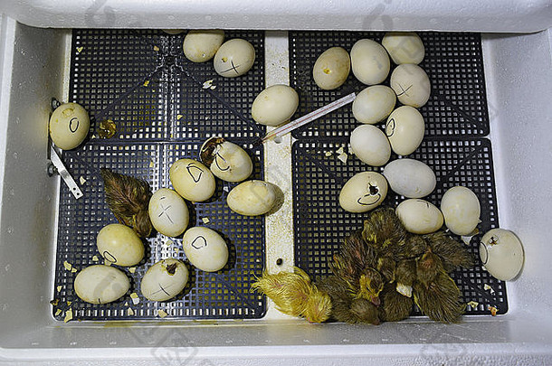 麝香鸭在孵化器中孵化小鸭的蛋。家禽养殖。