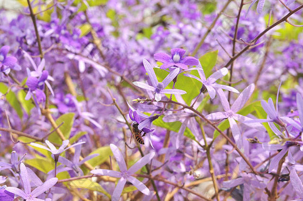 紫色皇后花