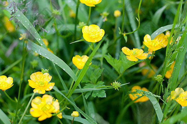 黄色的花背景绿色草下降水