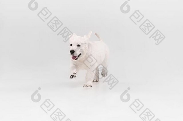 朋友英语奶油金寻回犬玩可爱的好玩的狗纯种宠物可爱的孤立的白色背景概念运动行动运动狗宠物爱Copyspace