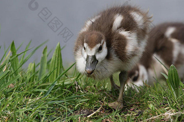 可爱的埃及鹅小鸭在草地上行走