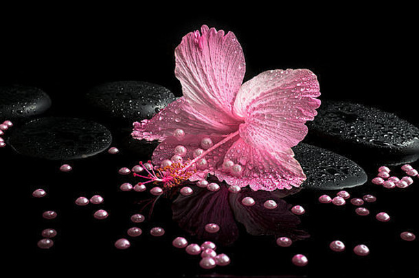 美丽的水疗中心设置精致的粉红色的芙蓉Zen石头滴珍珠珠子水特写镜头