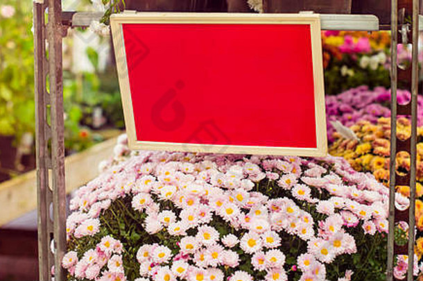 花园商店中心的红色空地上摆放着五颜六色的菊花。种植盆中的橙色、粉色、白色雏菊花。秋季id