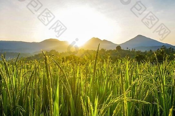 日出时稻田里的稻谷和晨露之美