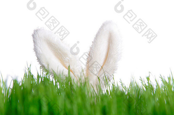 青草后面的复活节兔子玩具