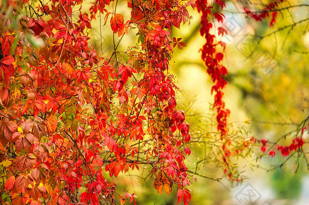 树叶散落秋日阳光的树。鲜红的阳光。