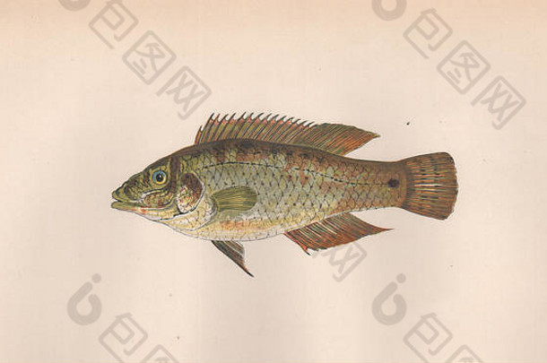 软木翅。金翅鱼、角唇鱼、白唇鱼。科奇，1862年