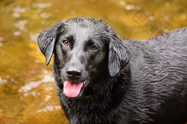 一只湿漉漉的黑色拉布拉多犬站在河里的肖像