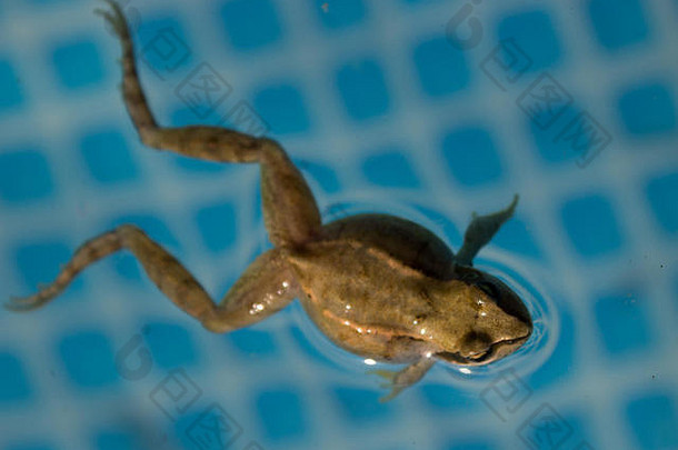 水池里青蛙的细节。常见的蛙蛙是蛙科的半水生两栖动物